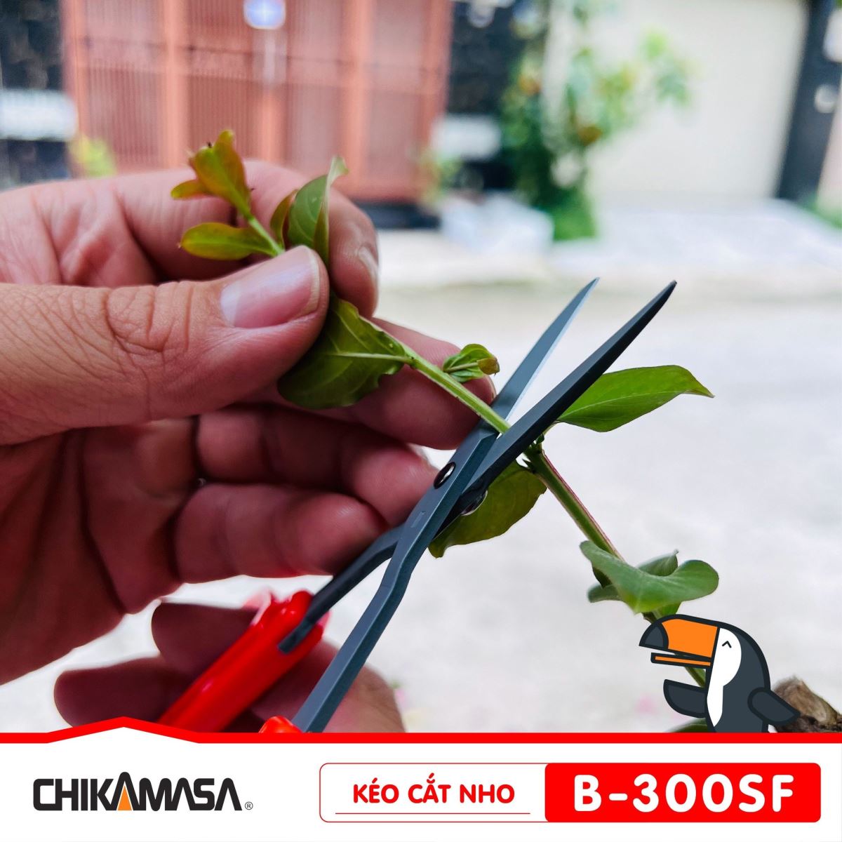 Kéo cắt nho Chikamasa B-300SF