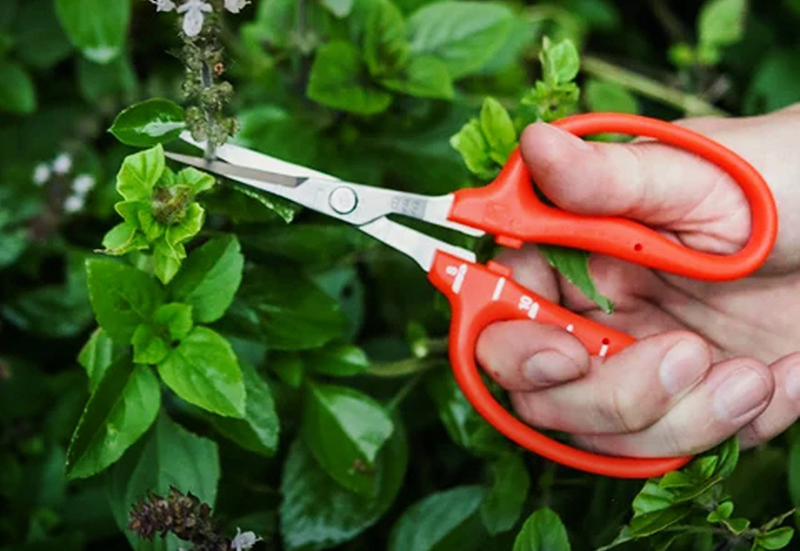 Kéo cắt nho Chikamasa B-500S