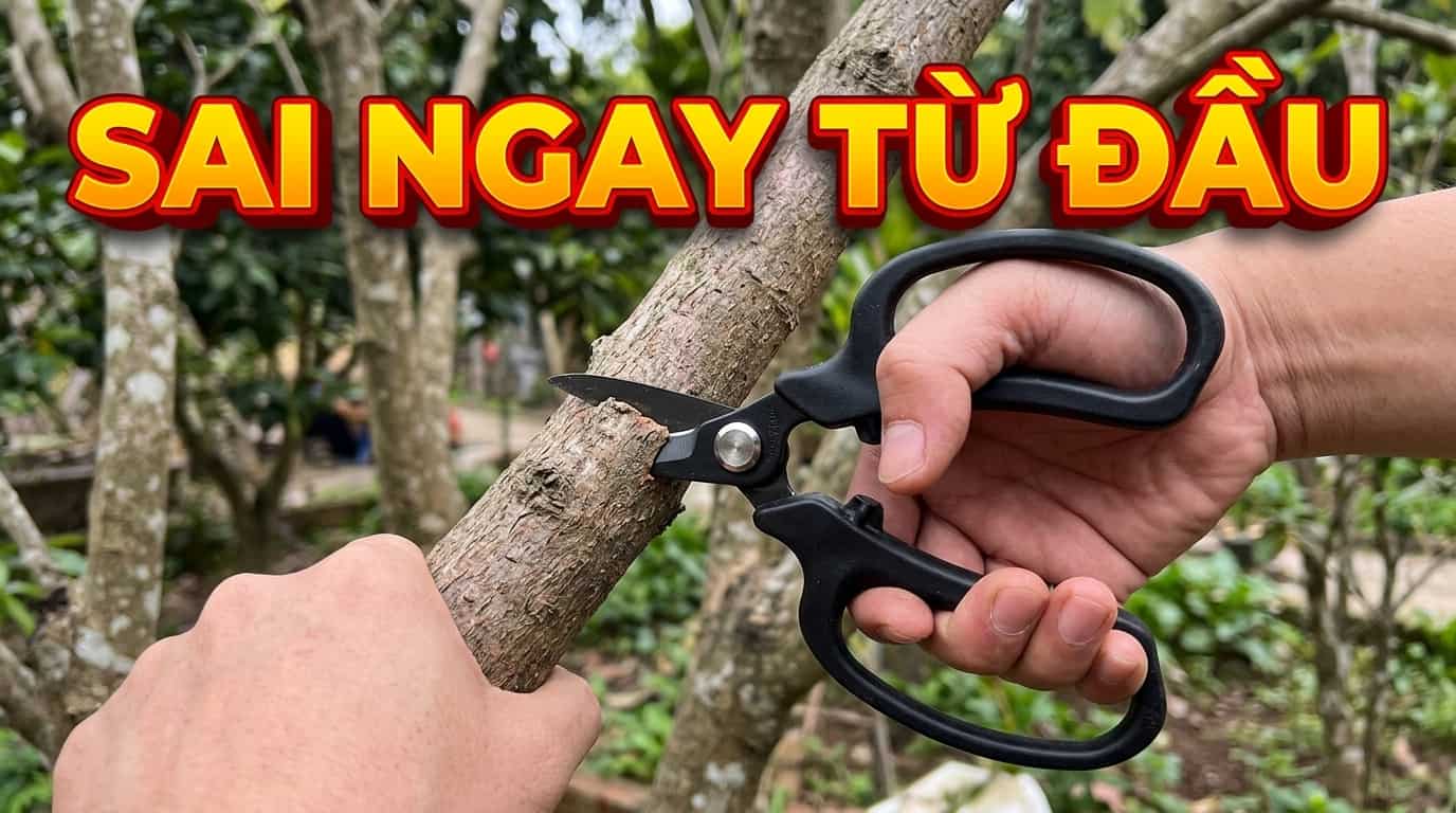 Dùng kéo cắt hoa để cắt cành quá lớn gây nhanh cùn lưỡi