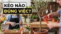 Kéo Florist Và Kéo Làm Vườn Khác Gì Nhau?