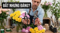 VÌ SAO KÉO CẮT HOA NHẬT ĐẮT HƠN MÀ VẪN ĐƯỢC ƯA CHUỘNG?