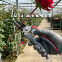 Kéo Cắt Cành Chikamasa TS-77HB Chính Hãng Nhật Bản | DIYHomeDepot.vn